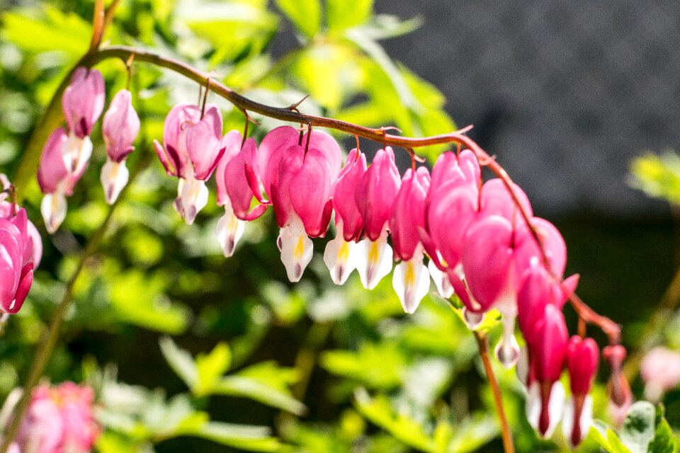 Plant flower season
