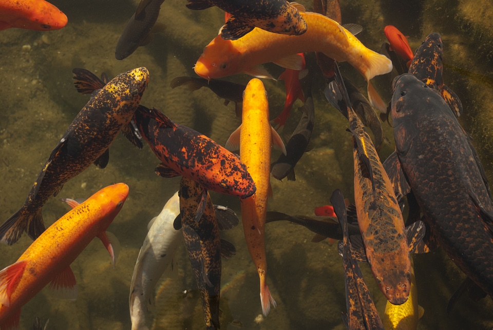 Water nature animal