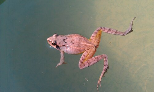 Nature amphibian common frog