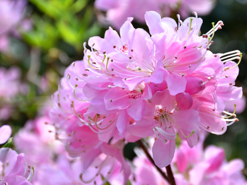 Plant nature petal