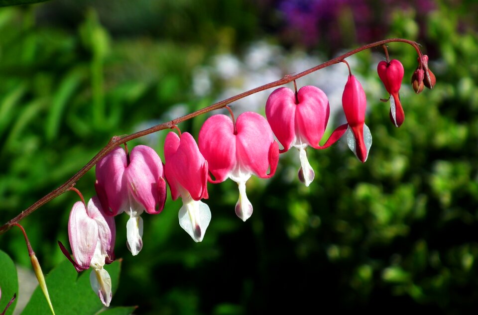 Flower hearts pink