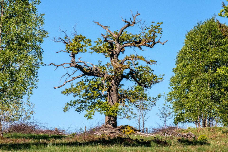 Nature wood landscape