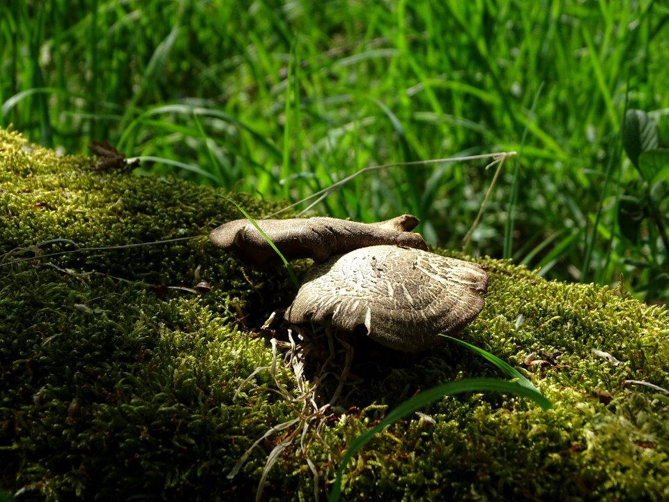 Animal animal world wild