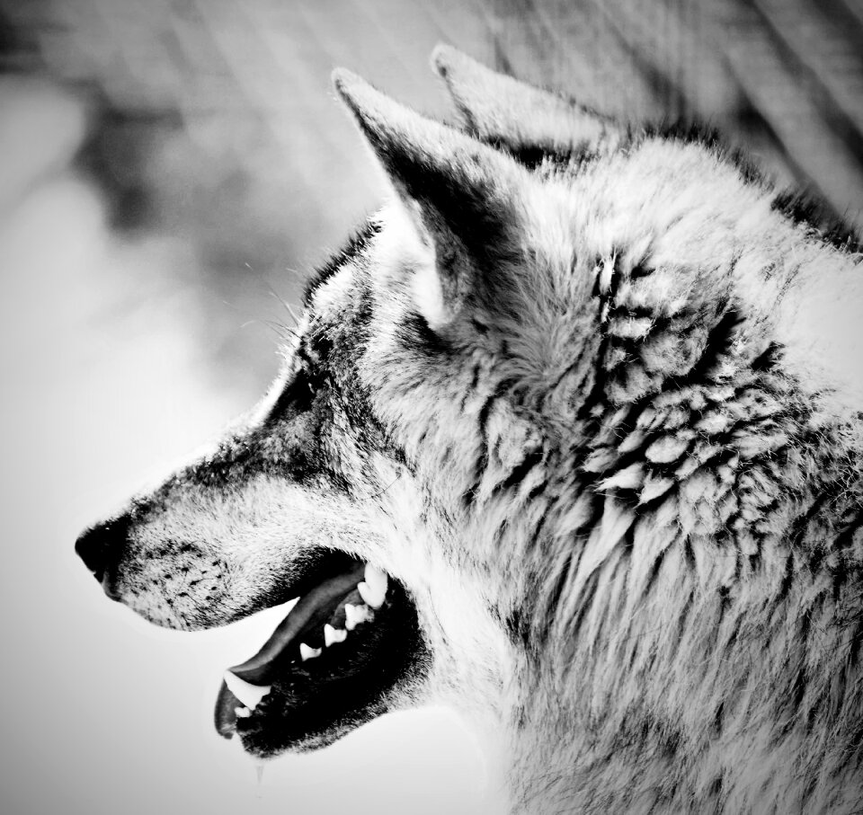 Zoo areola south bohemia wolf view