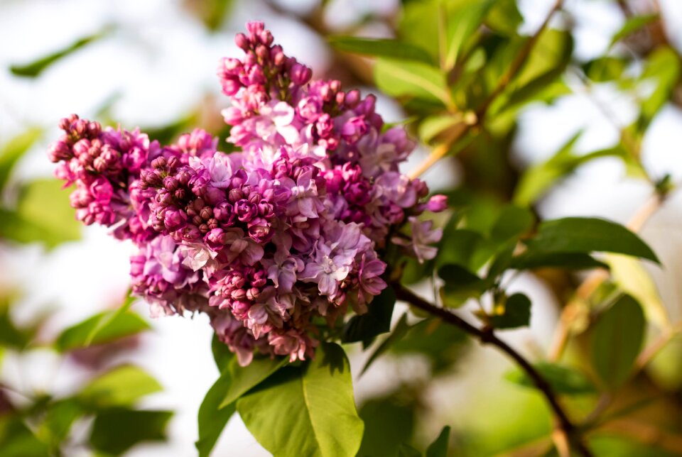 Nature flower garden