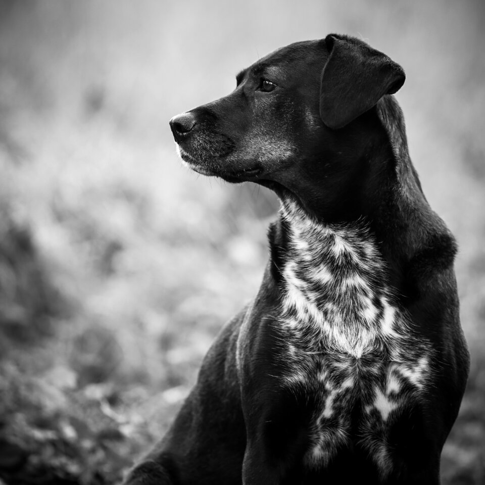 Cute sit black and white photography