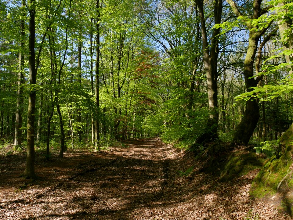 Landscape leaf forest