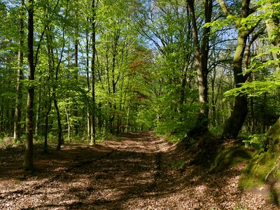 Landscape leaf forest photo