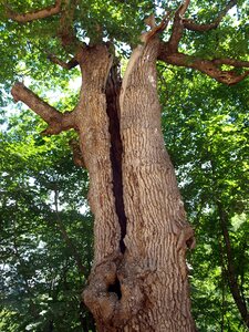 Bark leaves texture tree photo