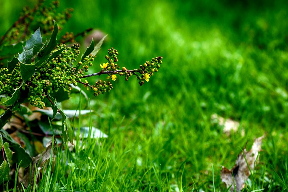 Flora growth