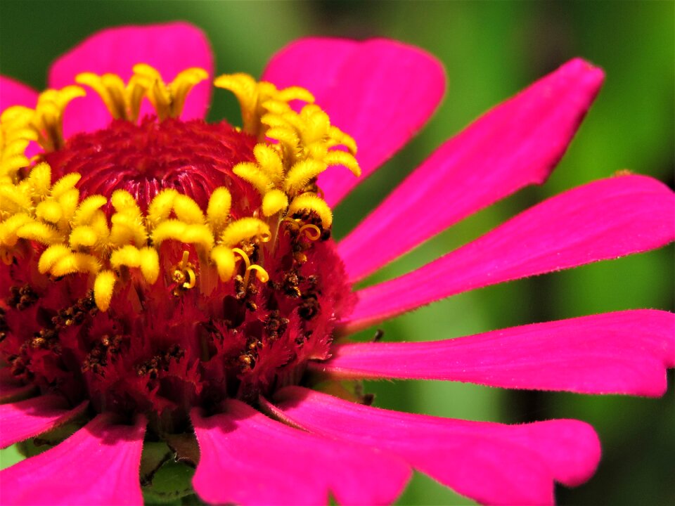 Garden summer petal