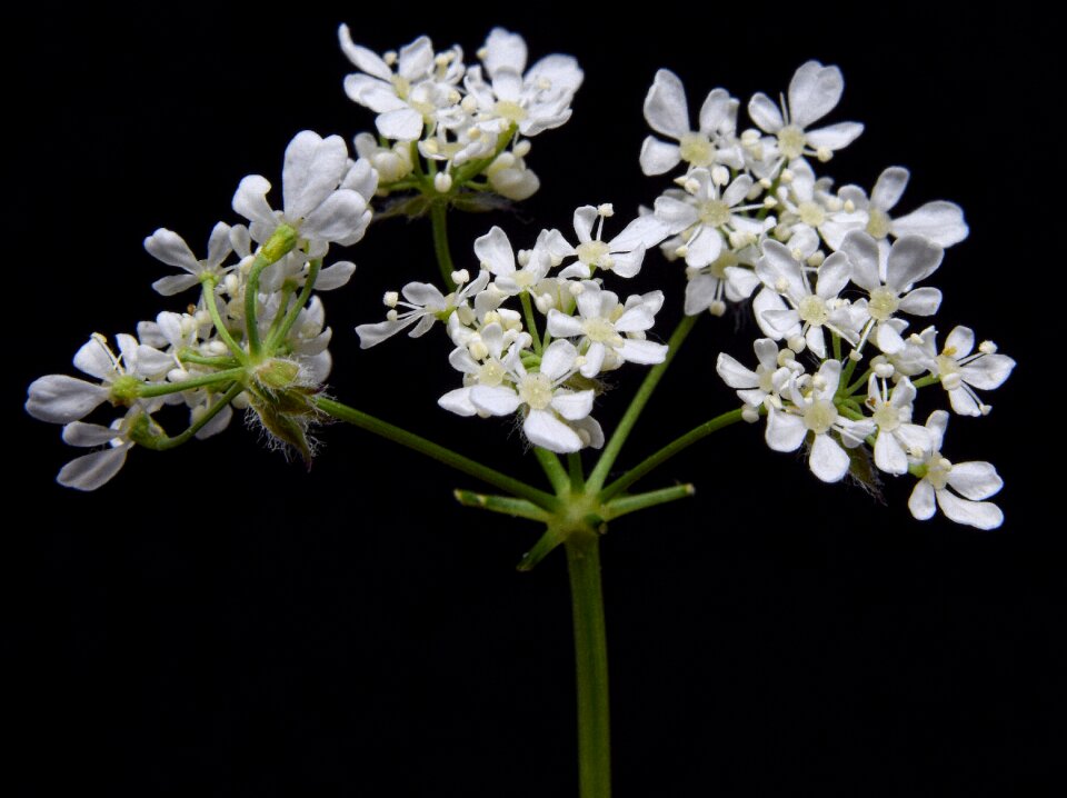 Macro wild-carrot wild flower