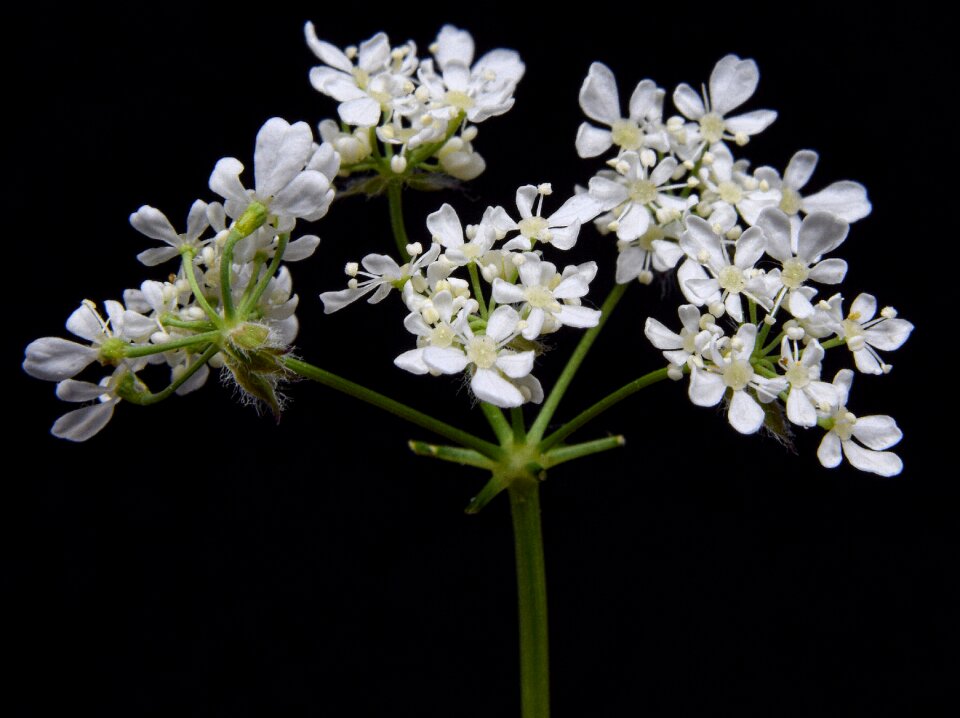 Macro wild-carrot wild flower photo