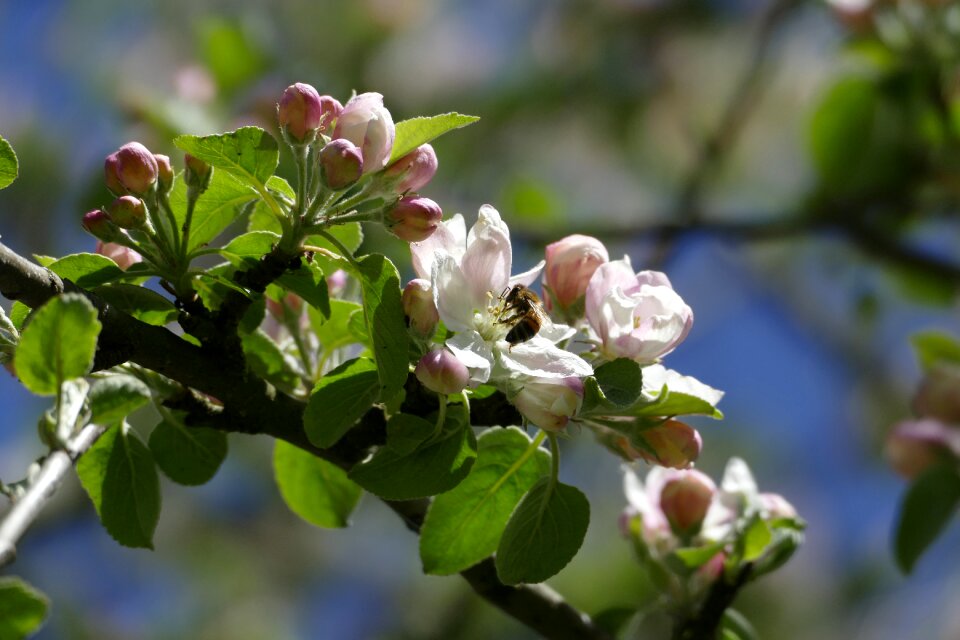 Wild bee spring flowers