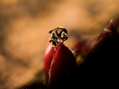 Animal world small macro