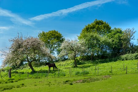 Landscape wood outdoor photo