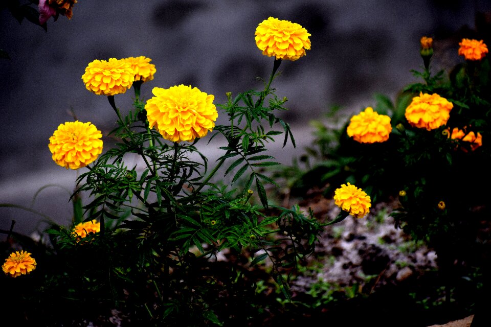 Petal floral garden