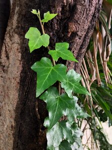 Leaf nature vegetation