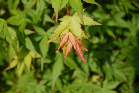 Leaf nature maple