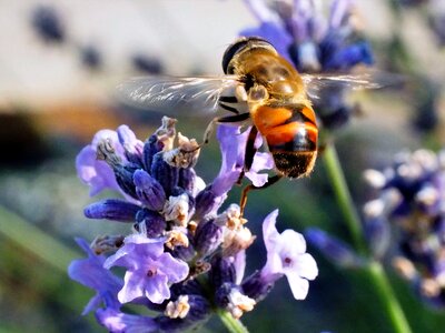 Flower honey pollination photo