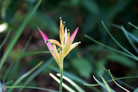 Pink orange petal photo