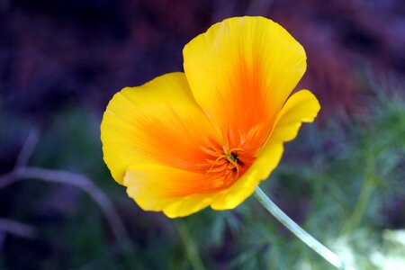 Outdoor garden petal photo