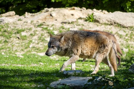 Pack animal european wolf carnivores