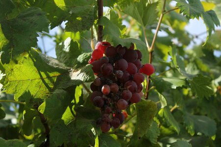Food cluster vine