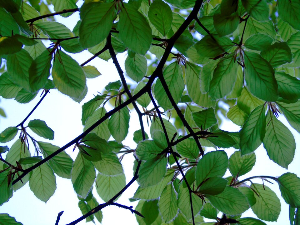 Tree growth outdoors
