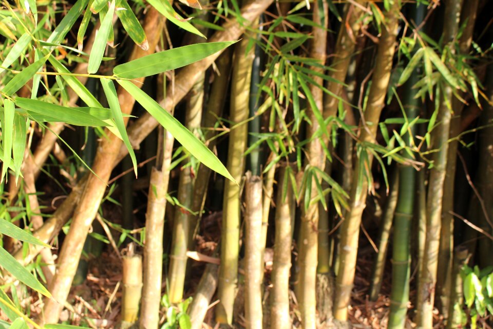 Pattern jungle leaf