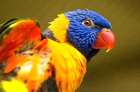 Color animal parrot photo