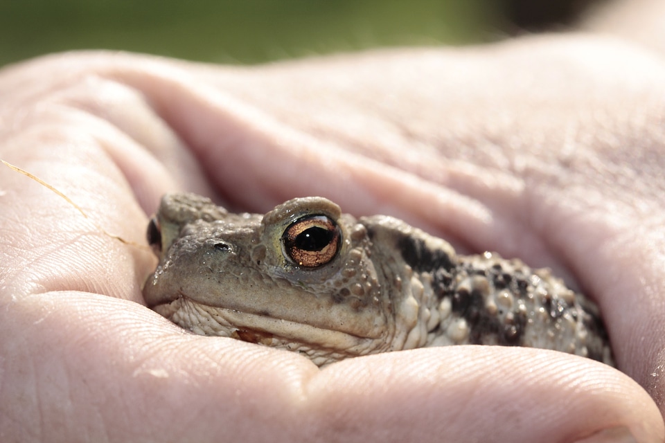 Amphibian head hand