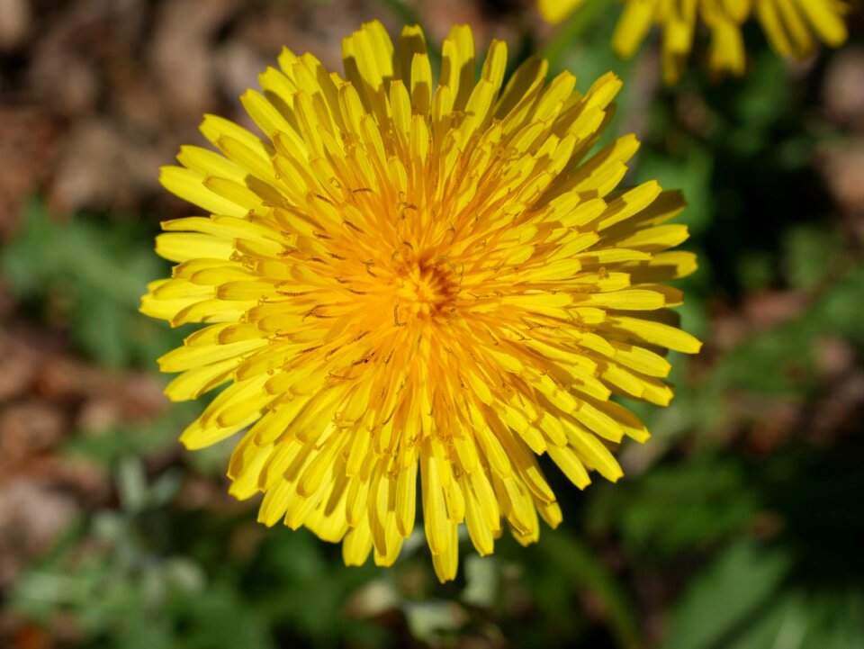 Summer dandelion close up