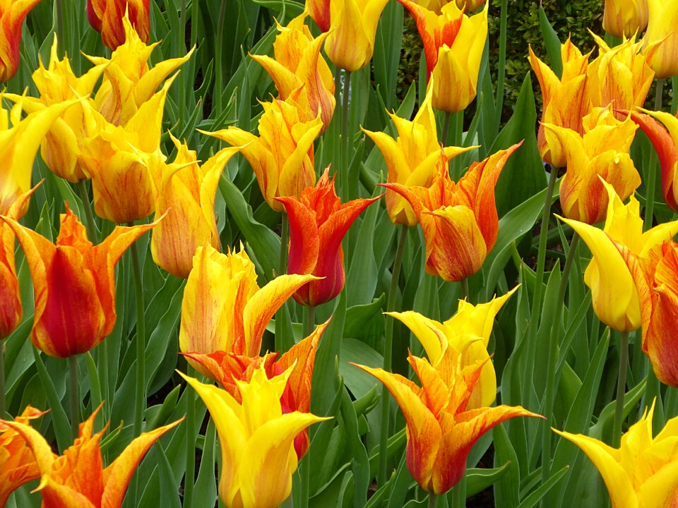 Red spring keukenhof