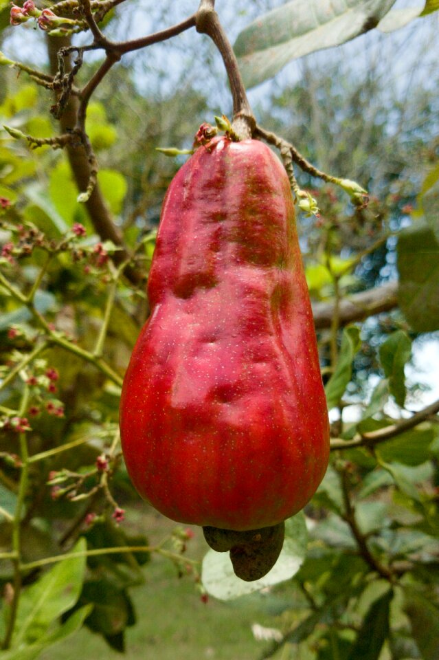 Garden nature food