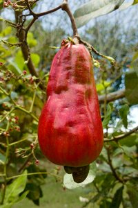 Garden nature food
