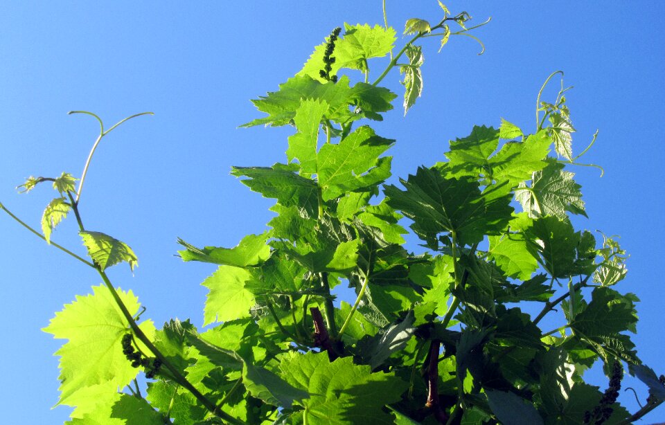 Grape foliage plant photo