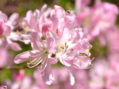 Plant nature petal