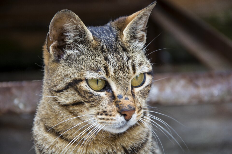 Nature cat cute