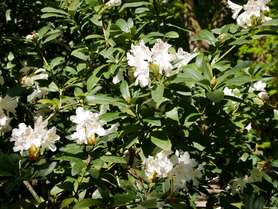 Nature rhododendron white