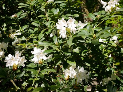 Nature rhododendron white photo