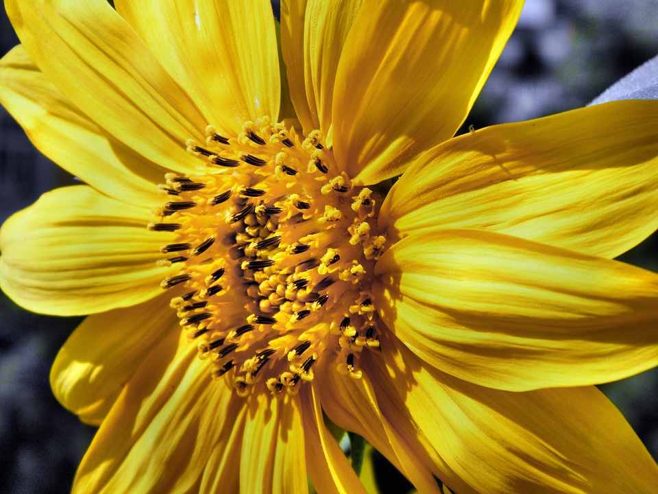 Summer yellow helianthus