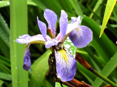 Plant flower rain photo