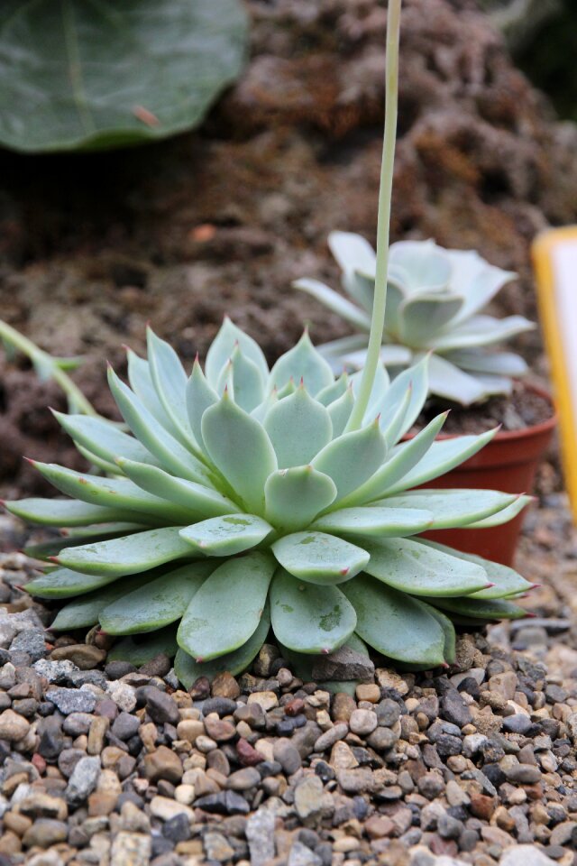 Nature sharp flora