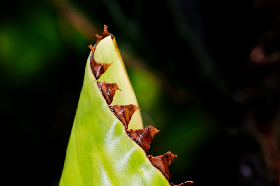 Growth summer tropical