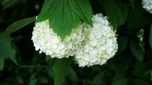 Nature buddhism flower tree