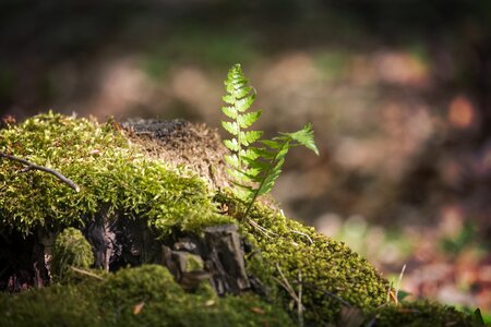 Tree at the court of mosses