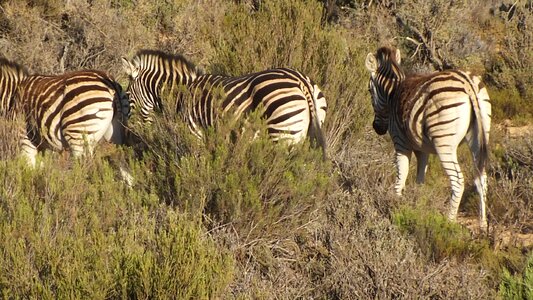 Zebra wild Free photos