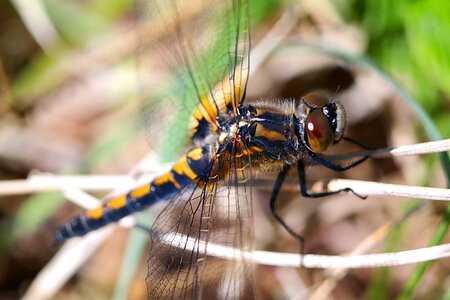 Insect nature at the court of