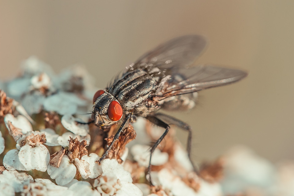 Macro nature close up